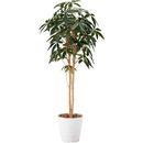 人工植物　パキラツリー　高さ1600　光触媒